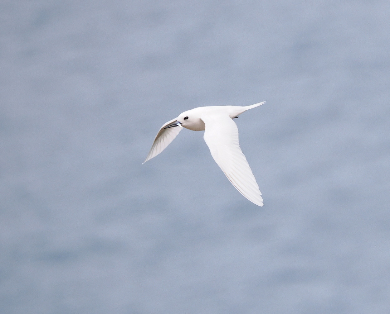 image White Tern